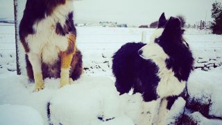 BVA issues pet safety warning after temperatures plunge