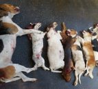 60% of farms suffer from dog attacks, 96% would shoot attacking dogs on sight