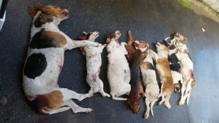 Eight dogs shot after Clare sheep attack