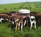 Why a lot more Friesian calves may go to Spain this year