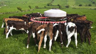 Why a lot more Friesian calves may go to Spain this year