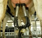 Effect of once daily milking (OAD) on farmers' profit