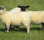 Irish sheep meat exports to the UK dropped in 2014