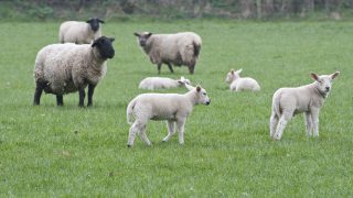 What are the three factors for best practice at weaning time?