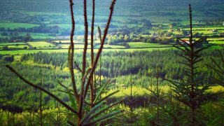 Harvard research suggests afforestation could slow climate change clock