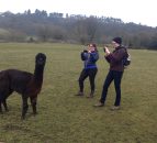 Llamas on the loose cause havoc with traffic