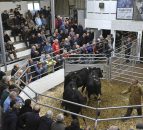 Cattle trade in Britain on downwards trajectory