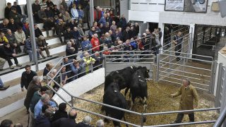 Cattle trade in Britain on downwards trajectory