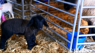 ‘Herman the Monster’ lamb nearly breaks the scales and record books