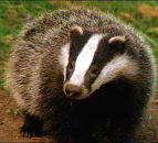 Research confirms lack of direct contact between dairy cows and badgers