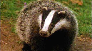 Research confirms lack of direct contact between dairy cows and badgers