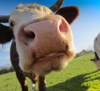 US cattle herd shows first upturn in eight years