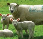 Pregnant women advised to avoid animals that are giving birth