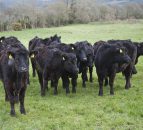 Native beef breeds on the rise in the UK