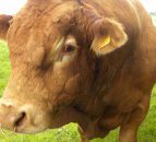 Buying a stock bull this year? Here's a few words of advice