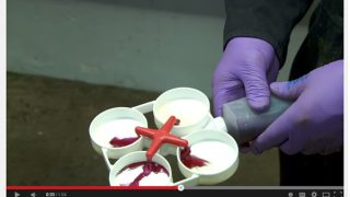 How to use the California Mastitis Test properly