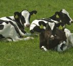 'Dairy calf performance boosted when worm pressures reduced'