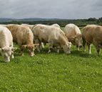 North's dairy herd increases by 5.2% while beef herd drops by 5.6%
