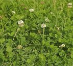 'Good soil management is key to securing optimal grassland yields'
