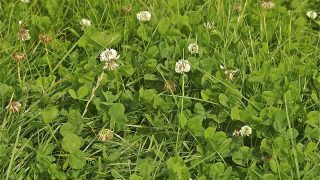‘Good soil management is key to securing optimal grassland yields’