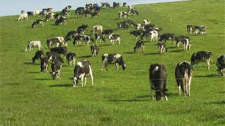 The Twitter reaction to milk quotas being abolished