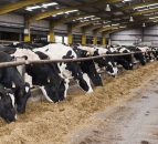 'Dairy expansion not possible with current cow numbers'
