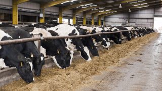 ‘Dairy expansion not possible with current cow numbers’