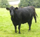 Northern Ireland suckler herd falls 8% in two years