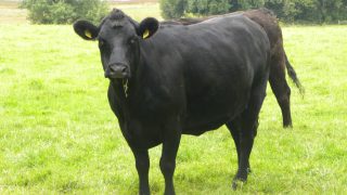 Northern Ireland suckler herd falls 8% in two years