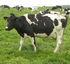 Northern dairy farmers issued advice as milk prices slump by 30% in a year