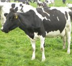 Despite volatility, global dairy demand to grow by 2% - Rabobank
