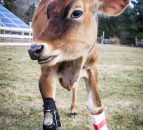 These cow boots were made for walking!