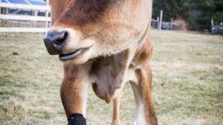 These cow boots were made for walking!