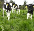 Reducing the spread of cryptosporidium in calves
