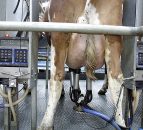 More EU milk channelled into skim milk powder and butter