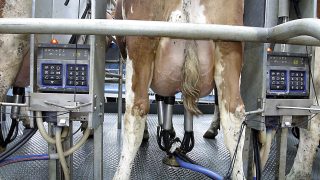 More EU milk channelled into skim milk powder and butter