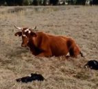 Udderly amazing! Cow gives birth to quadruplet calves