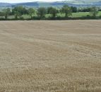 EU forecasts grain yields to decrease from 2014