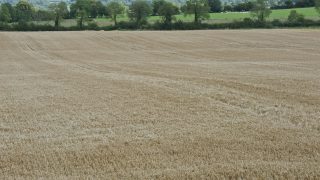 EU forecasts grain yields to decrease from 2014
