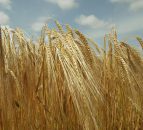 AHDB's £60,000 BYDV cereals research to begin