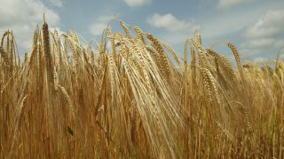 ‘Climate change is impacting on aphid behaviour – to the detriment of tillage farming’