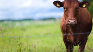 Changes to Farm Quality Assurance: What it means for your farm