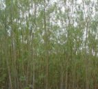 Tilting trees causes them to produce more sugars for biofuel