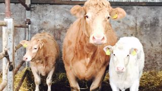 UK’s beef farmers pleased Commissioner could probe ex-farm price of slaughter cattle
