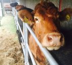 NI beef exporters given the green light to trade under BSE negligible risk status