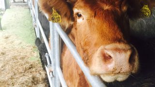 NI beef exporters given the green light to trade under BSE negligible risk status