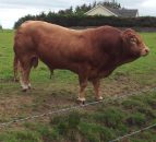 5 things to know before buying a bull