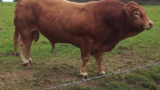 5 things to know before buying a bull
