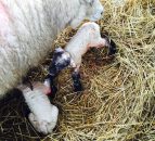 Six illnesses to look out for in your ewes in late pregnancy and lambing time