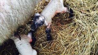 Managing lambs in the peak lambing week